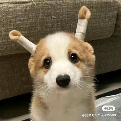 Grentoye's profile picture