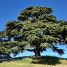 DaveTree profil fotoğrafı