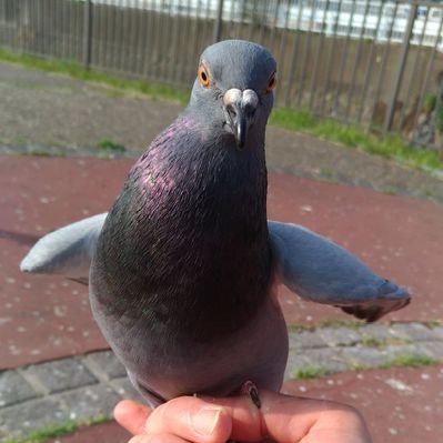 shotturu8714's profile picture