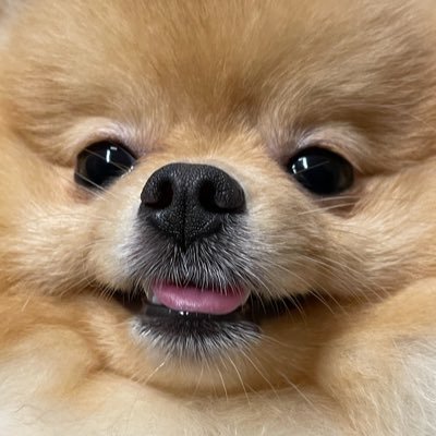 爆毛ランラン's profile picture