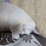 メルモー🦀❤️ 的头像