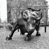 Profilbild von Bull