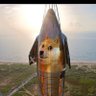 dogeyan profil fotoğrafı