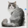 Hinatali Dirinot profil fotoğrafı