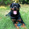 Profilbild von Mahua ka Henry