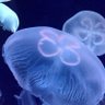 Фото профиля 高良