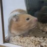 Kuronokei profil fotoğrafı