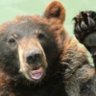 Canuck 🇨🇦 Mama Bear's profile picture