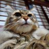 珉's profile picture