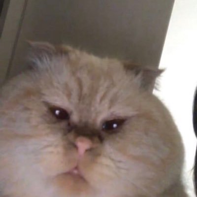 TwiiterXVids's profile picture