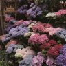 Фото профиля الأشواق