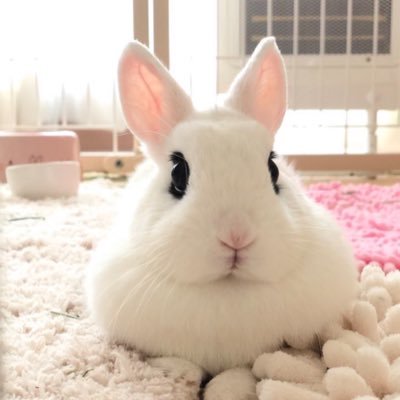 羽生理恵🐰うさぎファース党's profile picture