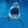 Фото профиля Tiburón