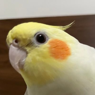 Flying Banana's profile picture
