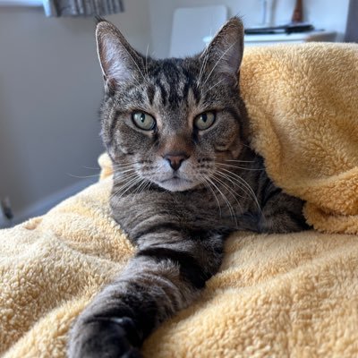 🇺🇦 Jackie (& Hari 😺) Stephen's profile picture