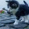 Ton,Benga,Simba.tegen asiel, lid nieuwrechts 的头像