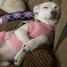Фото профиля Alwaysdogs