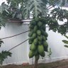 Фото профиля My Tropical Obsession