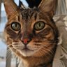Фото профиля ぽん♂️シニア猫とただの主婦
