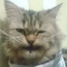 CAT LOVERS 的头像