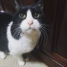 Profilbild von 大阪からのマー君withハチワレちゃん😼