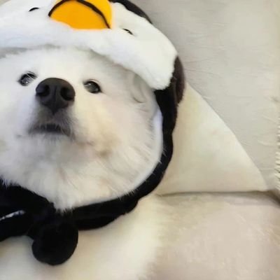 Tornadonate1's profile picture