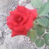 Фото профиля Asmaa Talfan🏴󠁧󠁢󠁷󠁬󠁳󠁿🇮🇶🇾🇪🟣
