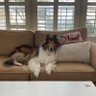 Profilbild von Cash the CollieMan
