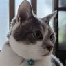 しぶちゃ profil fotoğrafı