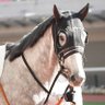 はな🐱ぴょん🐴 profil fotoğrafı