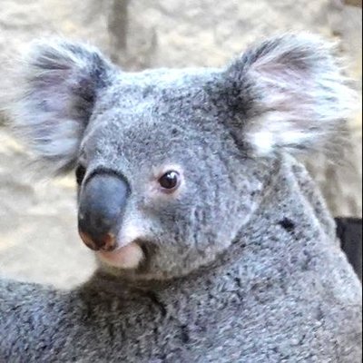 ちくわ's profile picture