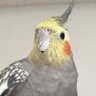 fanpyonten's profile picture
