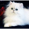 Angelawest's profile picture