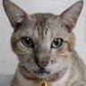 Rica 🐱🐾's profile picture
