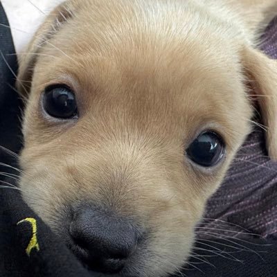 fofinhosanimai1's profile picture