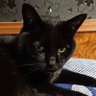 🐱ナナぴぃ🐱🐾/ k💎's profile picture