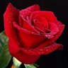 ابو علي's profile picture