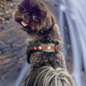Doggini 的头像
