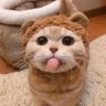 Funny Pets's profile picture