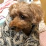 はしもっちゃん 的头像