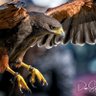 رمز الوفاء profil fotoğrafı