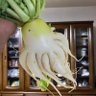 Фото профиля やみぱれろ