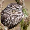 Profilbild von thelittleowl1