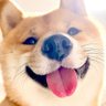 Profilbild von コロナん🐶🇫🇷