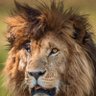🇸🇦سعودي و افتخر 🇸🇦's profile picture