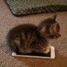 Фото профиля PURRfect cats
