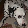 Profilbild von Pork Chop Ricardo