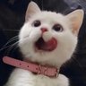 Papyrus's profile picture