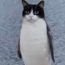 Northern Ligthz's profile picture