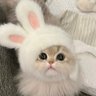 小熊ovo profil fotoğrafı